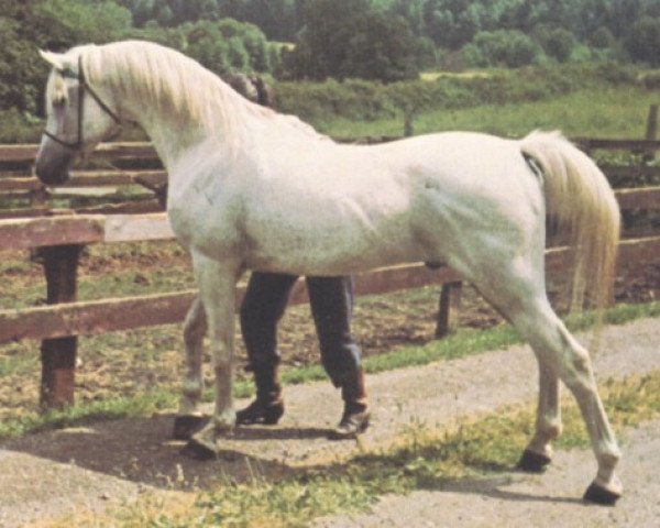 stallion Kubriya ox (Arabian thoroughbred, 1946, from Raffles ox)