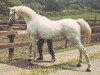 stallion Kubriya ox (Arabian thoroughbred, 1946, from Raffles ox)