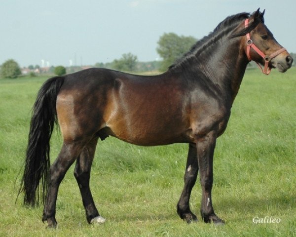 stallion Galileo (Welsh-Pony (Section B), 1996, from Gregory)