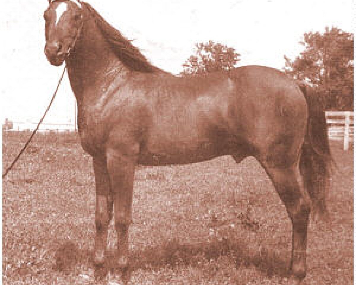 horse Count Bazy ox (Arabian purebred, 1962, from Count Dorsaz ox)