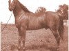 horse Count Bazy ox (Arabian thoroughbred, 1962, from Count Dorsaz ox)