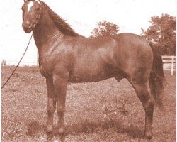 horse Count Bazy ox (Arabian thoroughbred, 1962, from Count Dorsaz ox)