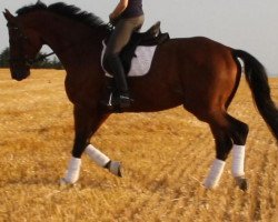 dressage horse Danse de L'amour (Hannoveraner, 2008, from Dancier)