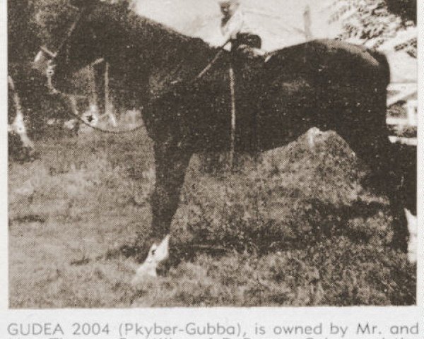 Deckhengst Gudea ox (Vollblutaraber, 1941, von Khyber ox)