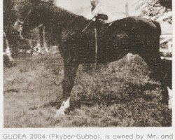 stallion Gudea ox (Arabian thoroughbred, 1941, from Khyber ox)