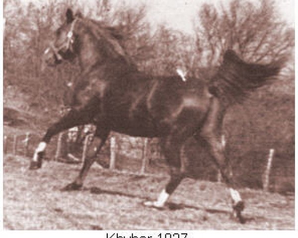 Deckhengst Khyber ox (Vollblutaraber, 1934, von Kaibab ox)