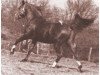 stallion Khyber ox (Arabian thoroughbred, 1934, from Kaibab ox)