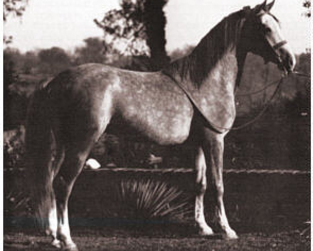 stallion Kaibab ox (Arabian purebred, 1929, from Nuri Pasha 1920 ox)