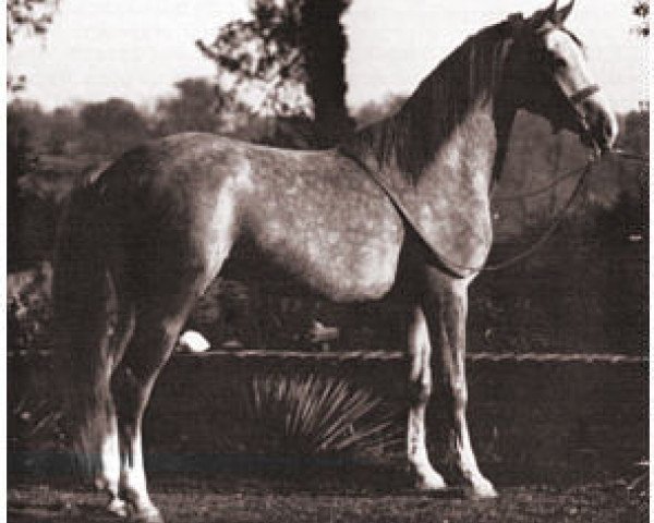 Deckhengst Kaibab ox (Vollblutaraber, 1929, von Nuri Pasha 1920 ox)