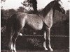 stallion Kaibab ox (Arabian thoroughbred, 1929, from Nuri Pasha 1920 ox)