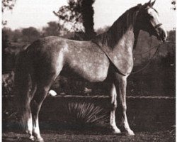 stallion Kaibab ox (Arabian thoroughbred, 1929, from Nuri Pasha 1920 ox)