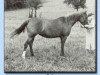 broodmare Fath ox (Arabian thoroughbred, 1926, from Rodan 1906 ox)