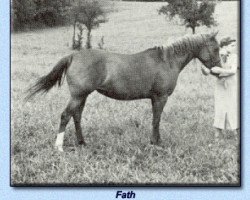 Zuchtstute Fath ox (Vollblutaraber, 1926, von Rodan 1906 ox)