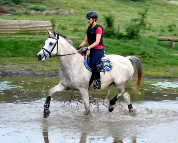 horse Ussuri 14 (Trakehner, 2007, from Pamir ox)