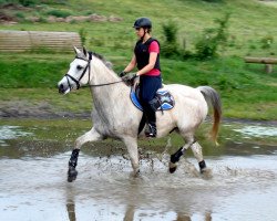 Pferd Ussuri 14 (Trakehner, 2007, von Pamir ox)