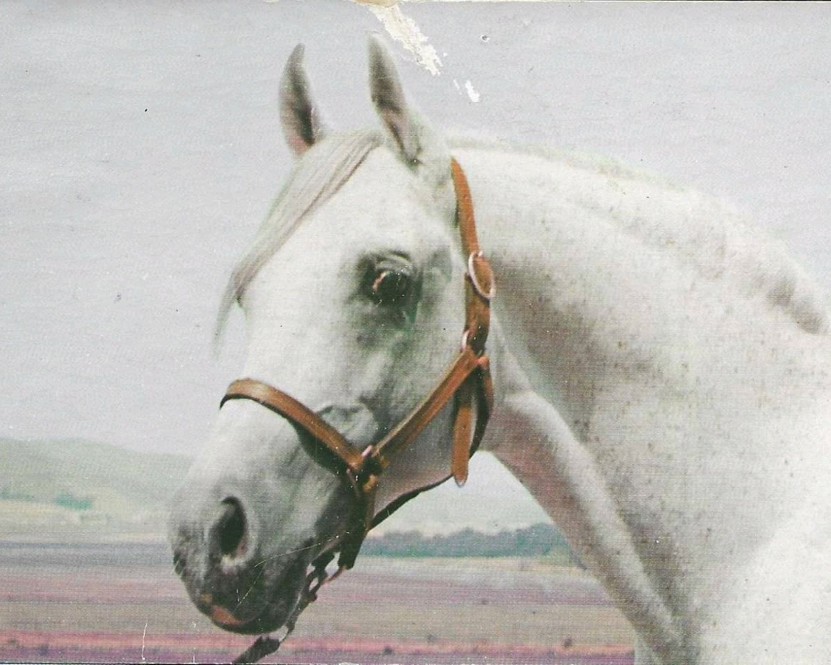 stallion Alyf ox (Arabian purebred, 1938, from Ronek ox)