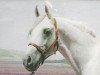 stallion Alyf ox (Arabian thoroughbred, 1938, from Ronek ox)