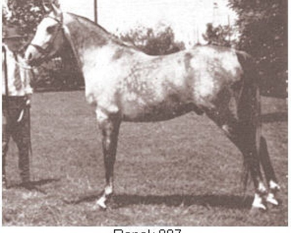 stallion Ronek ox (Arabian thoroughbred, 1931, from Raseyn 1923 ox)