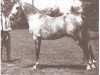stallion Ronek ox (Arabian thoroughbred, 1931, from Raseyn 1923 ox)