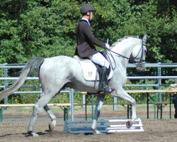 stallion Voltaire 88 (Trakehner, 2006, from Pamir ox)