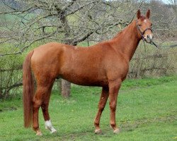 Pferd Vestamir (Trakehner, 2007, von Pamir ox)