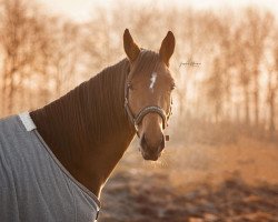 dressage horse Minzbiene (Trakehner, 2020, from In Versuchung)