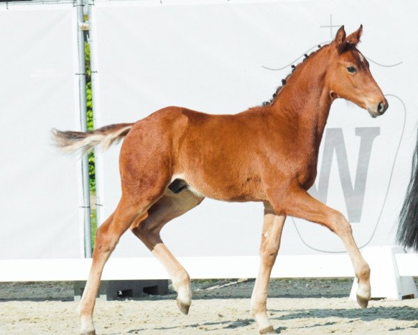 dressage horse Donnatello G (Westphalian, 2023, from Del Sogno)