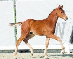 horse Donnatello G (Westfale, 2023, from Del Sogno)
