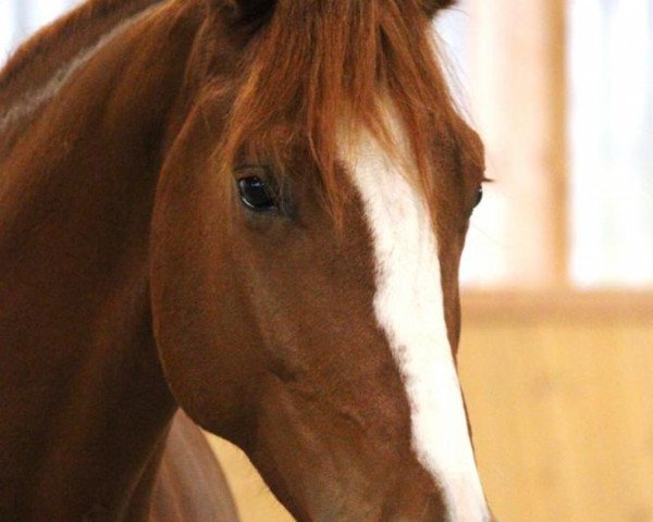 dressage horse Escamino S (Oldenburg, 2019, from Escamillo)