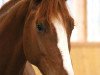 dressage horse Escamino S (Oldenburg, 2019, from Escamillo)