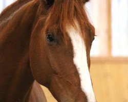 dressage horse Escamino S (Oldenburg, 2019, from Escamillo)