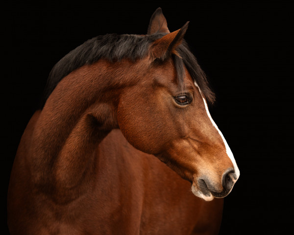 horse Belize Bo (German Riding Pony, 2009, from Cockmoor Brenin Ebrill)