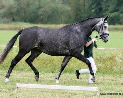 broodmare Simply Senna (Zweibrücken, 2004, from Senna Z)