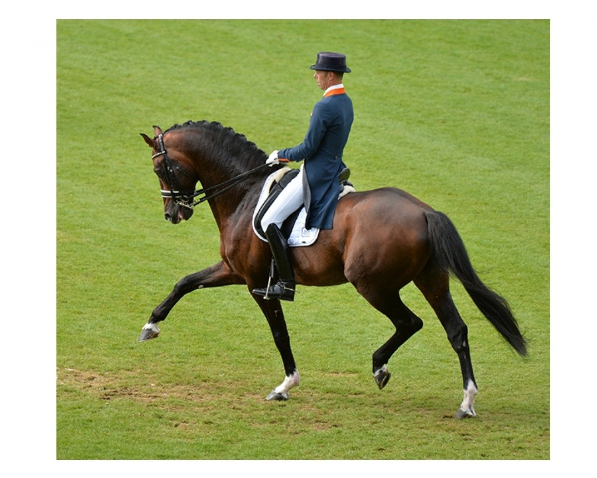 stallion Glock's Johnson Tn (KWPN (Royal Dutch Sporthorse), 2002, from Jazz)