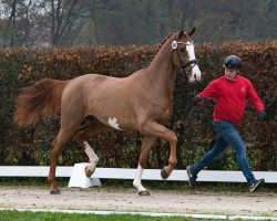 Springpferd Hengst von Aganix du Seigneur Z / Cicero Z (Westfale, 2021, von Aganix du Seigneur)