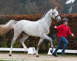 Springpferd Baggio White (Oldenburger Springpferd, 2021, von Baggio)