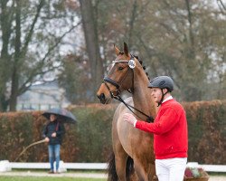 jumper Hengst von Carrera VDL / Harley VDL (Westphalian, 2021, from Carrera VDL)