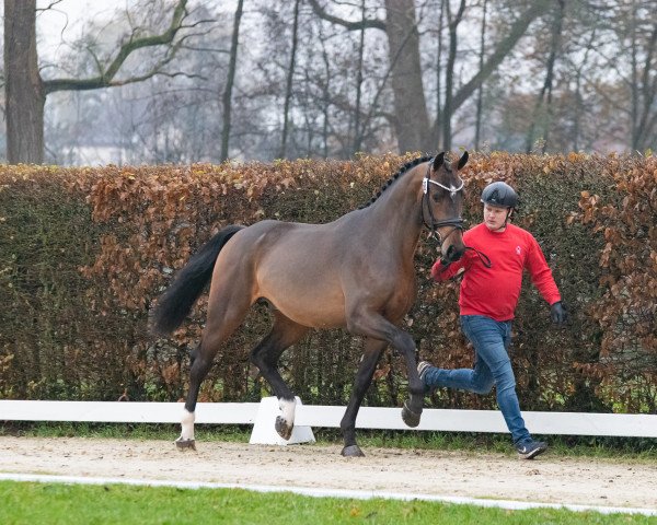 jumper Hengst von Comme il faut NRW / Carell (Westphalian, 2021, from Comme il Faut)