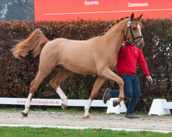 Springpferd Comme D RH Z (Zangersheide Reitpferd, 2021, von Comme il Faut)