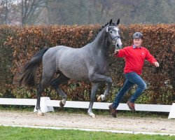 jumper Hengst von Con Spirit / Casiro I (German Sport Horse, 2021, from DSP Con Spirit)