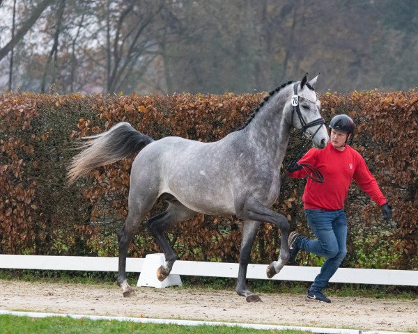 jumper Hengst von Dorian Grey TN Z / Wizzerd (KWPN (Royal Dutch Sporthorse), 2021, from Dorian Grey BR Z)