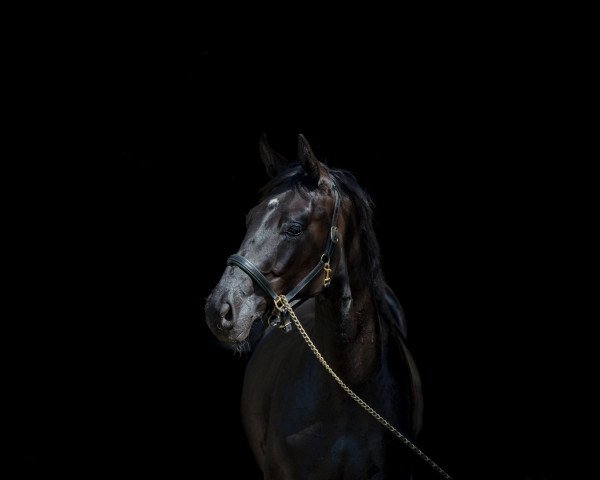 dressage horse D'or Noir (Hanoverian, 2019, from Dressage Royal)