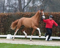 stallion Different Color (Oldenburg show jumper, 2021, from Diablue PS)