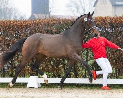 jumper Hengst von Grandorado TN / Verdi (KWPN (Royal Dutch Sporthorse), 2021, from Grandorado TN)