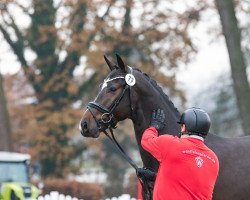 Springpferd Hengst von Diamant De Casall / Balous Bellini (Westfale, 2021, von Diamant de Casall)