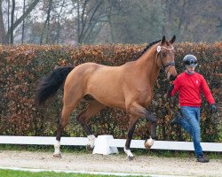 Springpferd Coelho (Holsteiner, 2021, von Chacco-Blue)