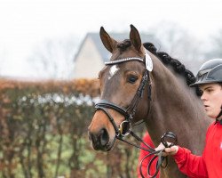 jumper Charming Leva WD Z (Zangersheide riding horse, 2021, from Comme il Faut)