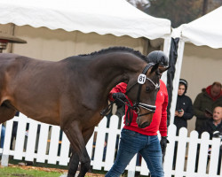 Springpferd Hengst von Eldorado van de Zeshoek / Balou du Rouet (Westfale, 2021, von Eldorado vd Zeshoek Tn)