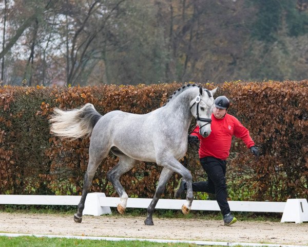 Springpferd Maroon 5 (Westfale, 2021, von Manoulito)