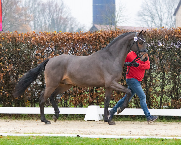 jumper Hengst von Levi VDL / C-Indoctro (KWPN (Royal Dutch Sporthorse), 2021, from Levi VDL)